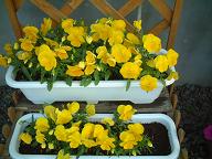 黄色　パンジーコンテナ.JPG