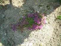 ブルー　紫の小花.JPG
