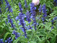 ブルーの花　サルビア3.JPG