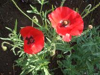 ポピー　赤FP.JPG