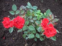 ミニバラ　赤FP.JPG