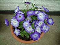 ブルーの花　紫と白のペチュニア2.JPG