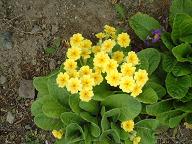 黄色　プリムラ.JPG