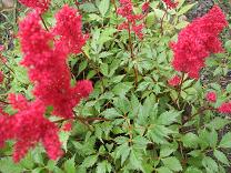 2009.7.16 アスチルベ赤.JPG