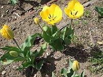 黄色　チューリップ新.JPG