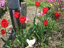 チューリップ　赤.JPG