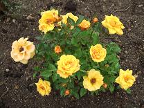 ミニバラ　黄色1.JPG