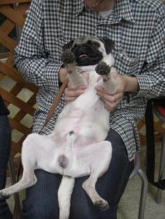 ダンケ　お腹だし