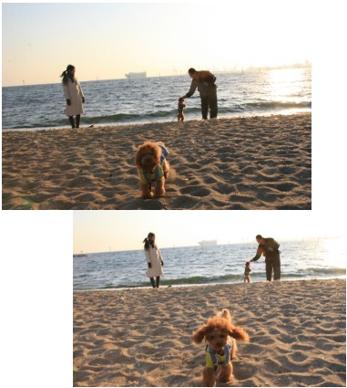 かけよるひなた