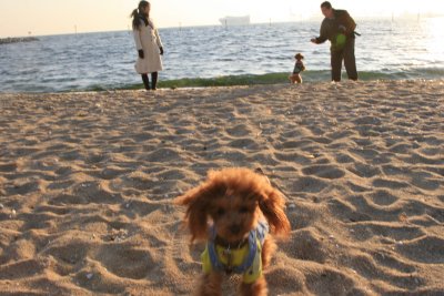 かけよるひなた２