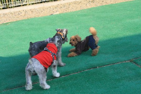 シュナちゃんと