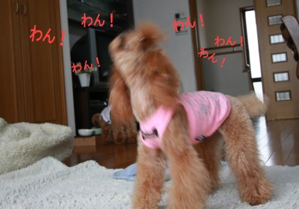 わん!わん!