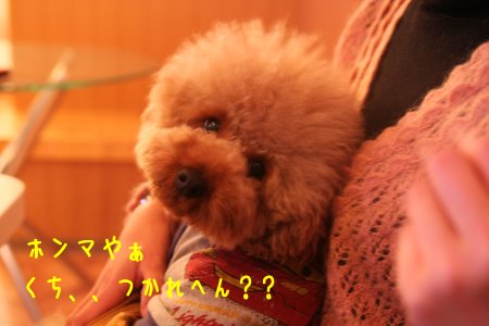 くいなちゃん、カフェで