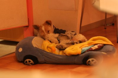 看板犬ラムちゃん