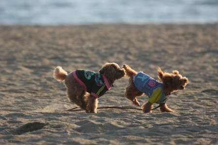 晴ぴな追いかけっこ１