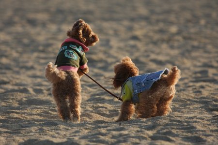 晴ぴなかけっこ２