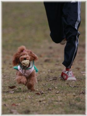 にぃに(兄2)はひなた