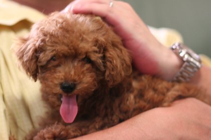 ひなたとおとうさん