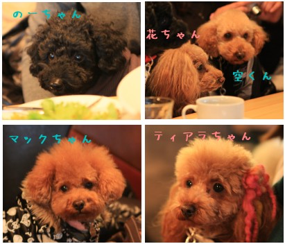 のーちゃん、花ちゃん空くん、マックちゃん、ティちゃん