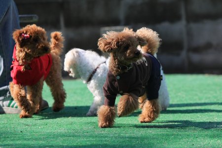 お友達いっぱい