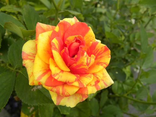 フォーエバーローズ　カタルーニャ