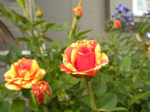 フォーエバーローズ　カタルーニャ