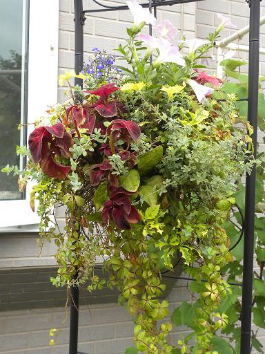 カラーリーフの寄せ植え