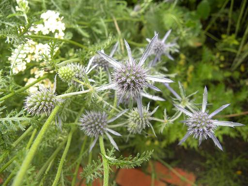 エリンジューム