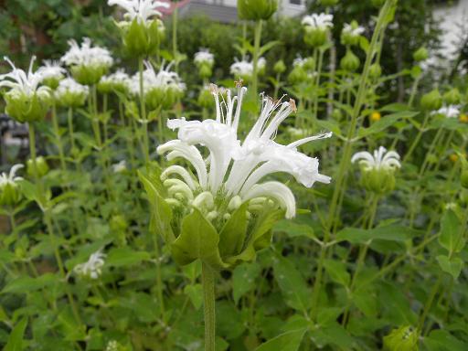 白いモナルダ