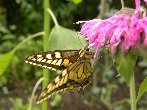 モナルダとアゲハ