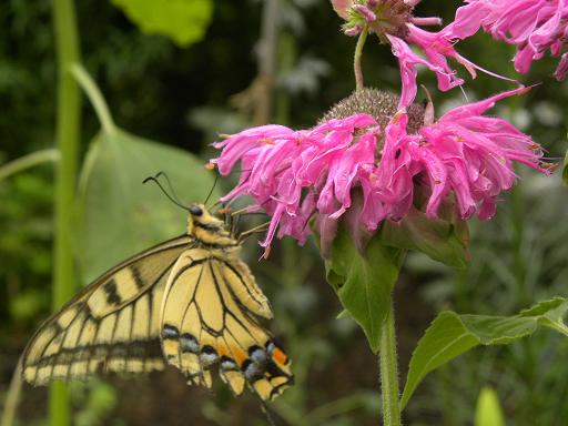 モナルダとアゲハ