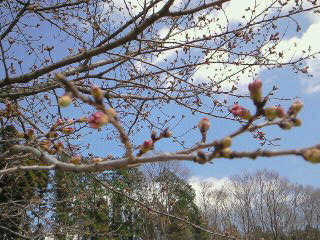 桜の蕾
