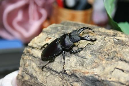 20110923kirch-EF-S18-55mm F3.5-5.6.jpg