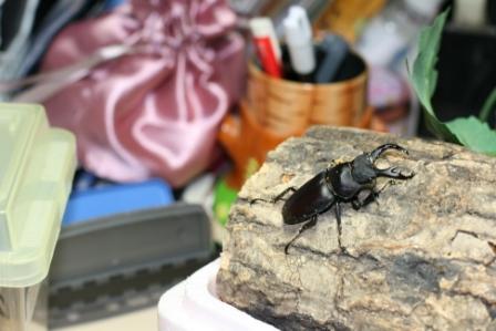 20110923kirch-EF50mm F1.4 USM.jpg