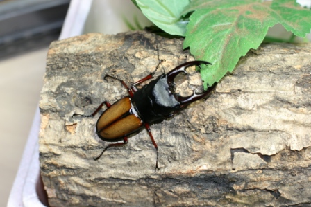 20110923umuhangi-EF50mm F1.4 USM.jpg