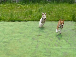 run2.jpg