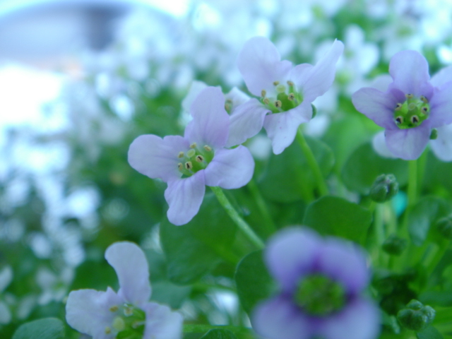 ツタンカーメン王ゆかりの矢車草 季節のお花たち 花と野菜のガーデニング 楽天ブログ