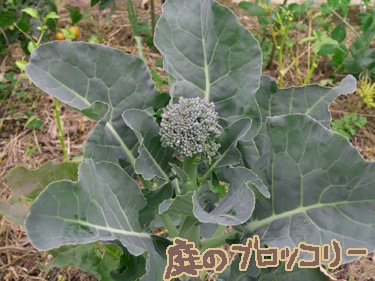 ブロッコリー2.jpg
