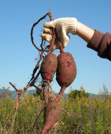 芋ほり2011b.jpg