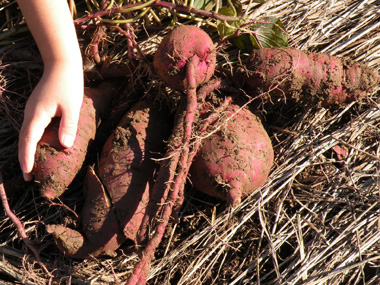 芋ほり2011c.jpg