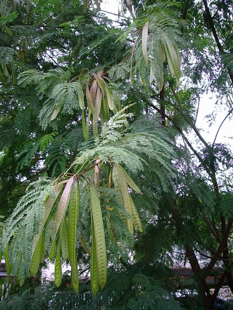 でっかいまめ１