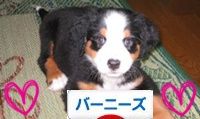 にほんブログ村 犬ブログ バーニーズマウンテンドッグへ