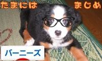 にほんブログ村 犬ブログ バーニーズマウンテンドッグへ