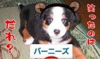 にほんブログ村 犬ブログ バーニーズマウンテンドッグへ