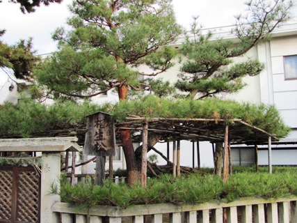 ５代目相生の松