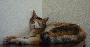 P1030592-yss.JPG