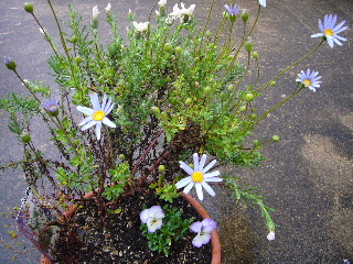 P1030669-ss.JPG