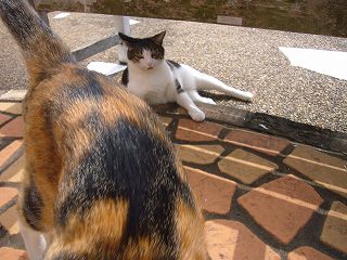 P1110630-ss.jpg