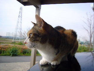 P1020538-ss.JPG
