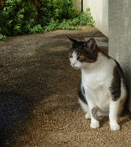 P1040690-yss.JPG